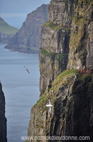Fulmars in flight, Sandoy, Faroe islands - Fulmars, iles Feroe - FER352
