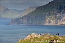 Sheep, Sandoy, Faroe islands - Moutons, Sandoy, iles Feroe - FER390