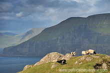Sheep, Sandoy, Faroe islands - Moutons, Sandoy, iles Feroe - FER391