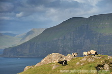 Sheep, Sandoy, Faroe islands - Moutons, Sandoy, iles Feroe - FER391 Sheep, Sandoy, Faroe islands - Moutons, Sandoy, iles Feroe - FER391