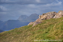 Sheep, Sandoy, Faroe islands - Moutons, Sandoy, iles Feroe - FER392