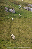 Sheep, Sandoy, Faroe islands - Moutons, Sandoy, iles Feroe - FER393 Sheep, Sandoy, Faroe islands - Moutons, Sandoy, iles Feroe - FER393