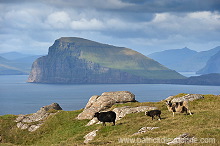 Sheep, Sandoy, Faroe islands - Moutons, Sandoy, iles Feroe - FER394