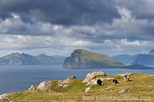 Sheep, Sandoy, Faroe islands - Moutons, Sandoy, iles Feroe - FER395