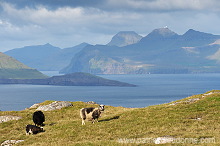 Sheep, Sandoy, Faroe islands - Moutons, Sandoy, iles Feroe - FER396