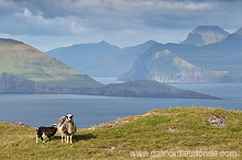 Sheep, Sandoy, Faroe islands - Moutons, Sandoy, iles Feroe - FER397