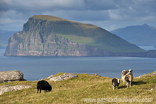 Sheep, Sandoy, Faroe islands - Moutons, Sandoy, iles Feroe - FER398