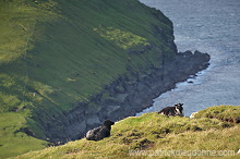 Trollhovdi, Sandoy, Faroe islands - Trollhovdi, iles Feroe - FER399