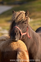 Horses, Sandoy, Faroe islands - Chevaux, Iles Feroe - FER433