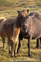 Horses, Sandoy, Faroe islands - Chevaux, Iles Feroe - FER434