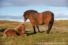 Horses, Sandoy, Faroe islands - Chevaux, Iles Feroe - FER435