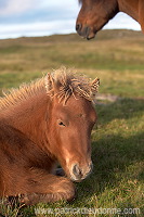 Horses, Sandoy, Faroe islands - Chevaux, Iles Feroe - FER436