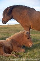 Horses, Sandoy, Faroe islands - Chevaux, Iles Feroe - FER437