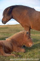 Horses, Sandoy, Faroe islands - Chevaux, Iles Feroe - FER437 Horses, Sandoy, Faroe islands - Chevaux, Iles Feroe - FER437