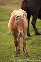 Horses, Sandoy, Faroe islands - Chevaux, Iles Feroe - FER448