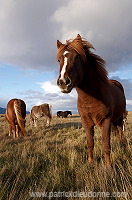 Iceland - Islande - ICE021