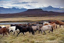 Iceland - Islande - ICE024 Iceland - Islande - ICE024