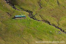 Sheep, Hvalba, Suduroy, Faroe islands - Moutons a Hvalba, Iles Feroe - FER422