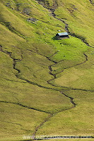 Sheep, Hvalba, Suduroy, Faroe islands - Moutons a Hvalba, Iles Feroe - FER424