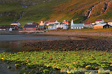 Famjin, Suduroy, Faroe islands - Famjin, Suduroy, iles Feroe - FER531