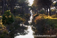 Pine woods, Maremma, Tuscany - Pins en Maremme, Toscane - it01090