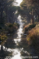 Pine woods, Maremma, Tuscany - Pins en Maremme, Toscane - it01094