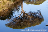 Pine woods, Maremma, Tuscany - Pins en Maremme, Toscane - it01098