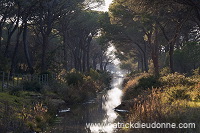 Pine woods, Maremma, Tuscany - Pins en Maremme, Toscane - it01100