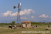 Maremman cattle, Tuscany - Vache de Maremme, Toscane - it01115