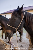 Maremman horse, Tuscany - Cheval de Maremme, Toscane - it01121