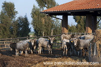 Maremman cattle, Tuscany - Vaches de Maremme, Toscane it01122