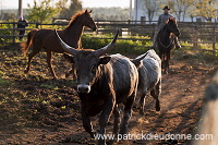 Buttero, Maremma, Tuscany - Buttero, Maremme, Toscane - it01126