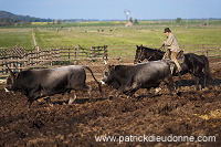 Buttero, Maremma, Tuscany - Buttero, Maremme, Toscane - it01133