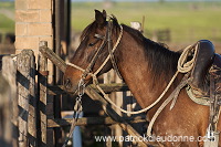 Maremman horse, Tuscany - Cheval de Maremme, Toscane - it01139 Maremman horse, Tuscany - Cheval de Maremme, Toscane - it01139