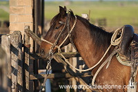 Maremman horse, Tuscany - Cheval de Maremme, Toscane - it01139