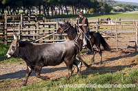 Buttero, Maremma, Tuscany - Buttero, Maremme, Toscane - it01141