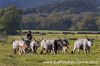 Buttero, Maremma, Tuscany - Buttero, Maremme, Toscane -  it01148