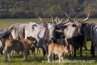 Maremman cattle, Tuscany - Vaches de Maremme, Toscane  it01153