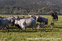 Buttero, Maremma, Tuscany - Buttero, Maremme, Toscane -  it01154