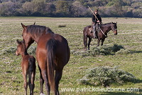 Buttero, Maremma, Tuscany - Buttero, Maremme, Toscane - it01178