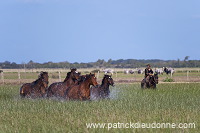 Maremman horse, Tuscany - Cheval de Maremme, Toscane  it01190