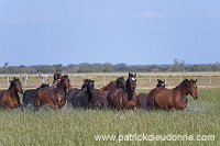 Maremman horse, Tuscany - Cheval de Maremme, Toscane - it01194