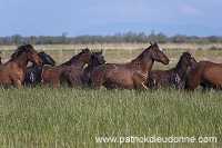 Maremman horse, Tuscany - Cheval de Maremme, Toscane - it01195