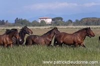 Maremman horse, Tuscany - Cheval de Maremme, Toscane - it01199