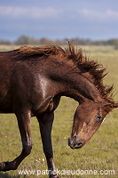 Maremman horse, Tuscany - Cheval de Maremme, Toscane -  it01213