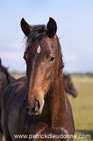 Maremman horse, Tuscany - Cheval de Maremme, Toscane -  it01217