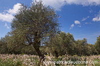 Maremma, Tuscany - Maremme, Toscane -  it01229