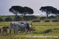Maremman cattle, Tuscany - Toscane it01273