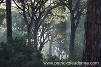 Pine woods, Maremma, Tuscany - Pins en Maremme,  Toscane - it01464