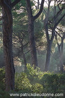 Pine woods, Maremma, Tuscany - Pins en Maremme,  Toscane - it01466